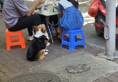 狗狗每天都去牛杂店蹭吃蹭喝，主人只好在它身上贴纸条：我减肥