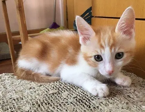 小猫后腿站不起来后腿拖着走