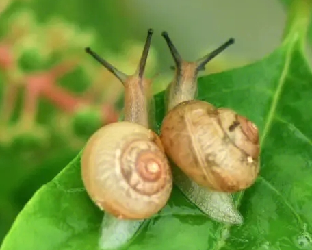 关于蜗牛足迹的小秘密，你知道多少？