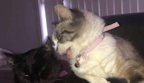 泪目!猫猫1秒认出去世猫好友遗物,意外举动感动网友 泪目!猫猫1秒认出去世猫好友遗物,意外举动感动网友