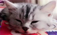 小猫嗓子突然哑了怎么办