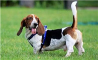 怎样训练巴吉度犬？三种口令让你与它更亲近