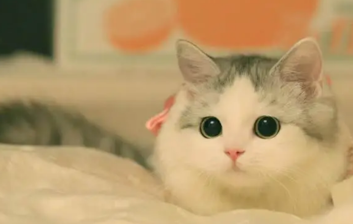 老祖宗流传下来的《相猫经》，我算服了！养猫多年的你呢？