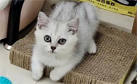 养猫家里可以放花吗