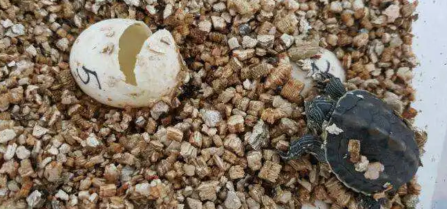 龟破壳过程死了