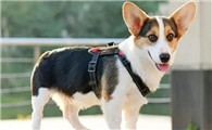 性格好的中型犬