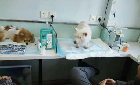 鲲鹏宠物诊疗中心怎么样 鲲鹏宠物诊疗中心怎么样