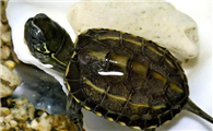 中华草龟最喜欢吃什么