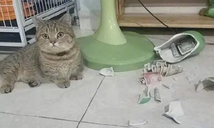 猫咪打碎了我的存钱罐,它们居然比我还生气:不是说没钱买鱼吗? 猫咪打碎了我的存钱罐,它们居然比我还生气:不是说没钱买鱼吗?