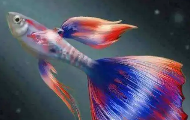 刚生的孔雀鱼怎么养 最好以活饵为主