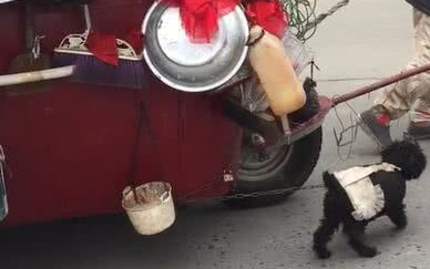 街头感动：狗狗用全力帮主人拉车，路人看到都哭了