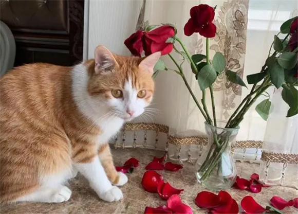 养猫能养玫瑰花