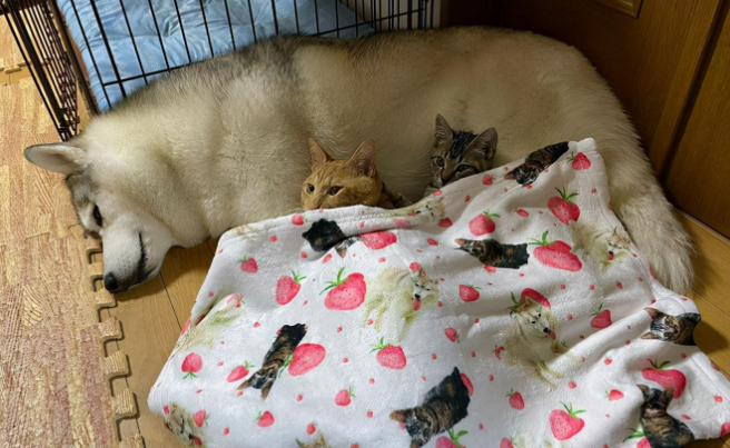 这只哈士奇真贤惠,非但不拆家,还又当爹又当妈地照顾奶猫娃娃 这只哈士奇真贤惠,非但不拆家,还又当爹又当妈地照顾奶猫娃娃