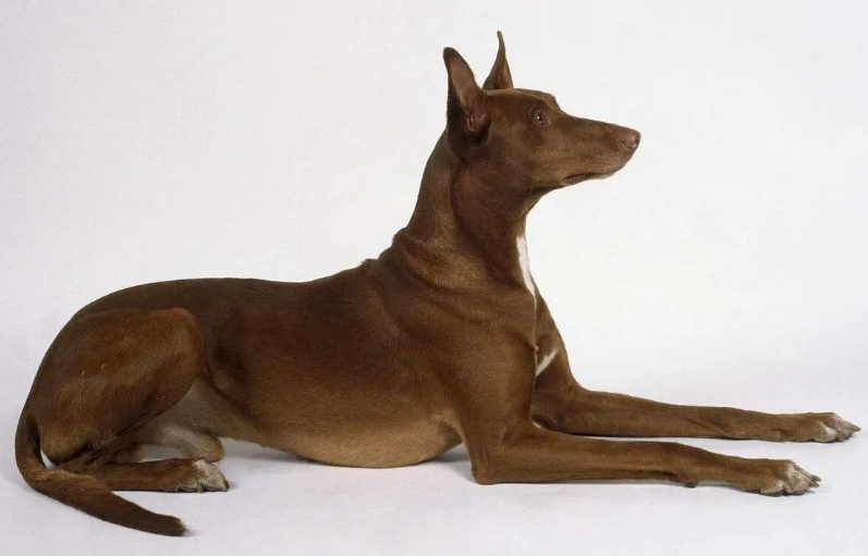 世界十大最贵的名犬 世界十大最贵的名犬