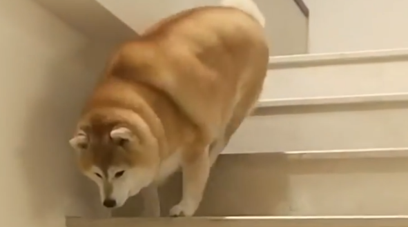 柴犬上下楼梯都是靠跳，因太胖而走红