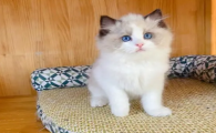 小猫公母分辨图