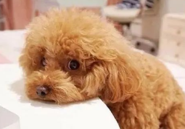 别再误解你的泰迪犬了！这6个道歉信号，99%的主人都不知道！