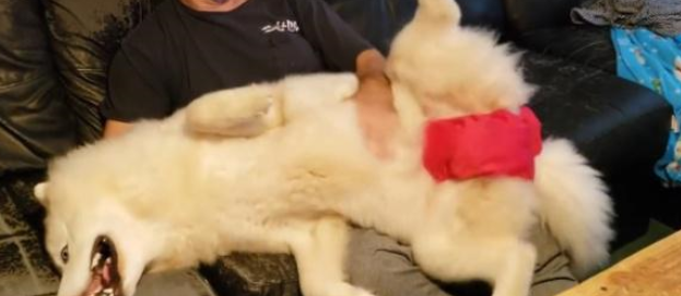 男子养了只“哈士摩”,还当自己是小奶狗,再胖就抱不动了 男子养了只“哈士摩”,还当自己是小奶狗,再胖就抱不动了
