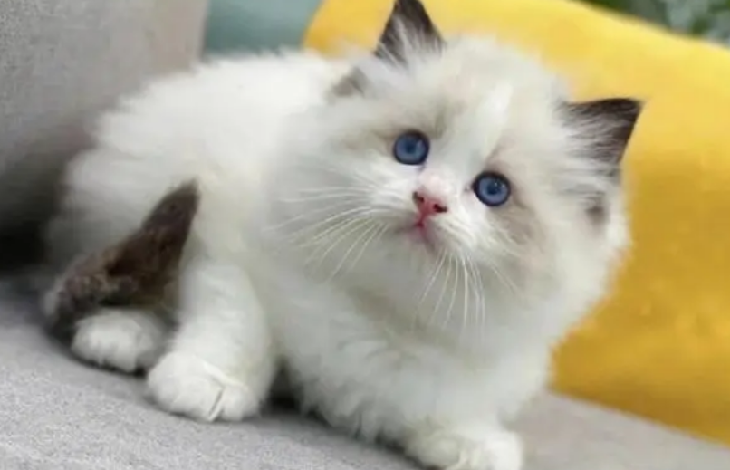 布偶猫幼猫价格性格习性