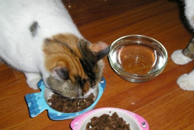 喵分享:收养的流浪猫挑食,流浪猫挑食怎么办,流浪猫会挑食 喵分享:收养的流浪猫挑食,流浪猫挑食怎么办,流浪猫会挑食