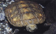 石龟图片可以长得多大?