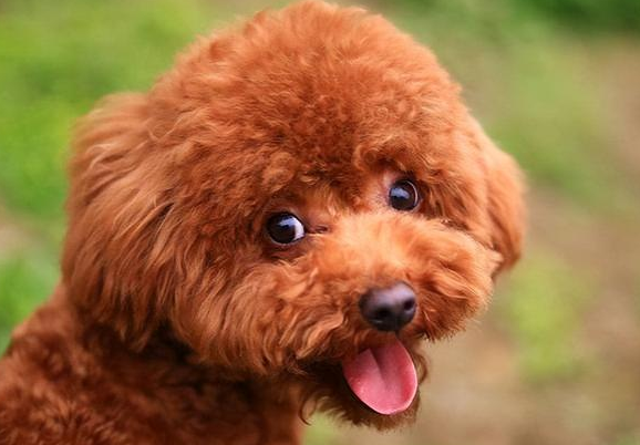 你知道泰迪犬的智商有多高吗？这18个小技巧能让你的泰迪犬轻松学会各种动作！