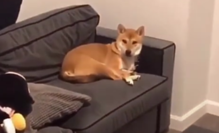 主人:别人家的狗见主人回来都激动你呢?狗:你不是喜欢成熟的? 主人:别人家的狗见主人回来都激动你呢?狗:你不是喜欢成熟的?