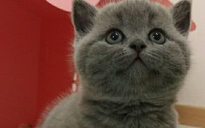 一只地地道道的南方猫去北方过冬，刚进房间就在地上打滚？