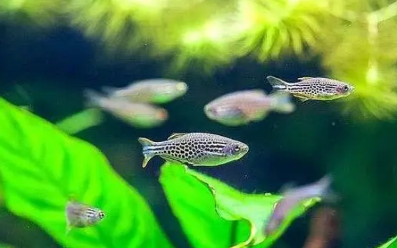 斑马鱼怎么养