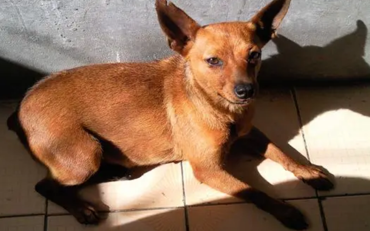 纯种的小鹿犬长什么样子