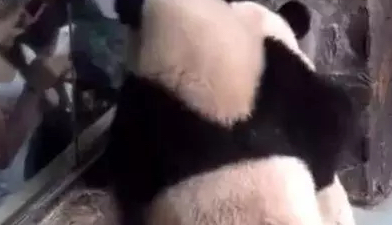 大熊猫趴玻璃啃苹果,没想到小老弟一来笑料百出,网友看后笑惨了 大熊猫趴玻璃啃苹果,没想到小老弟一来笑料百出,网友看后笑惨了