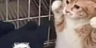 铲屎官带橘猫去做绝育,就连医生都无能为力,太逗了! 铲屎官带橘猫去做绝育,就连医生都无能为力,太逗了!