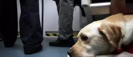 导盲犬被主人重踢仍默默引路, 协会声明收回导盲犬 导盲犬被主人重踢仍默默引路, 协会声明收回导盲犬