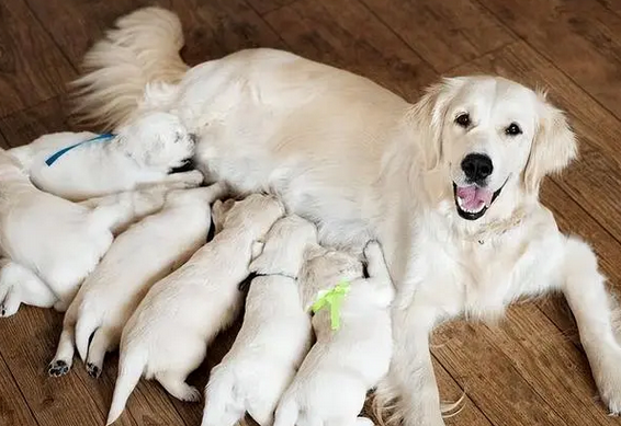 幼犬到家后的正确流程 幼犬到家后的正确流程