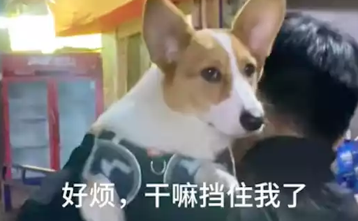 狗狗伸长脖子看人家吵架,主人挡都挡不住,怎么这么八卦的啊 狗狗伸长脖子看人家吵架,主人挡都挡不住,怎么这么八卦的啊