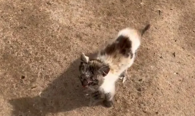 那只灰头土脸，追着人跑的小流浪猫，带回家一个月后判若两猫