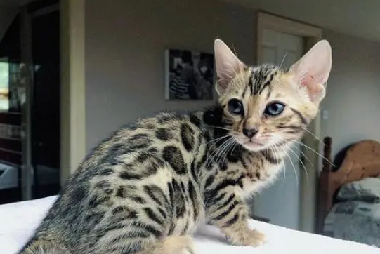 云南一女子养猫做宠物 月余后发现为世界珍稀动物豹猫