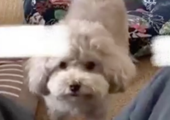 主人给狗狗剪了个新造型，怎么越看越觉得像只小羊，羊里羊气的