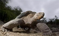 巨型霸王龟十大恐怖的乌龟