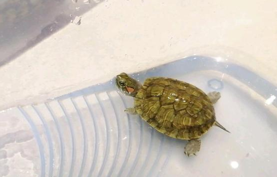 乌龟几天喂一次
