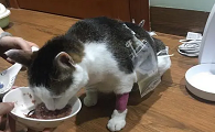 小猫尿不出来尿怎么办