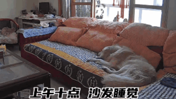 妹子抱怨帮朋友照顾二哈太累，并放出vcr…网友：狗比你精神状态稳定！