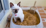小猫乱拉屎拉尿怎么办