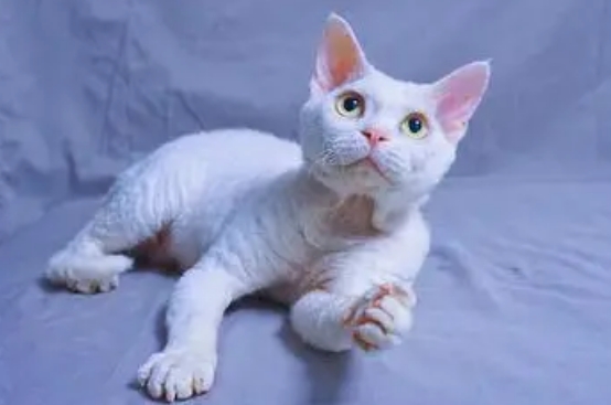 德文卷毛猫纯白价格大概多少钱