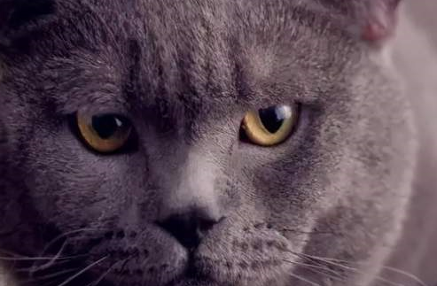 是什么让一个女子如此疯狂？竟将猫活活摔死？