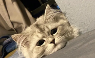 小猫每天晚上都吐怎么回事