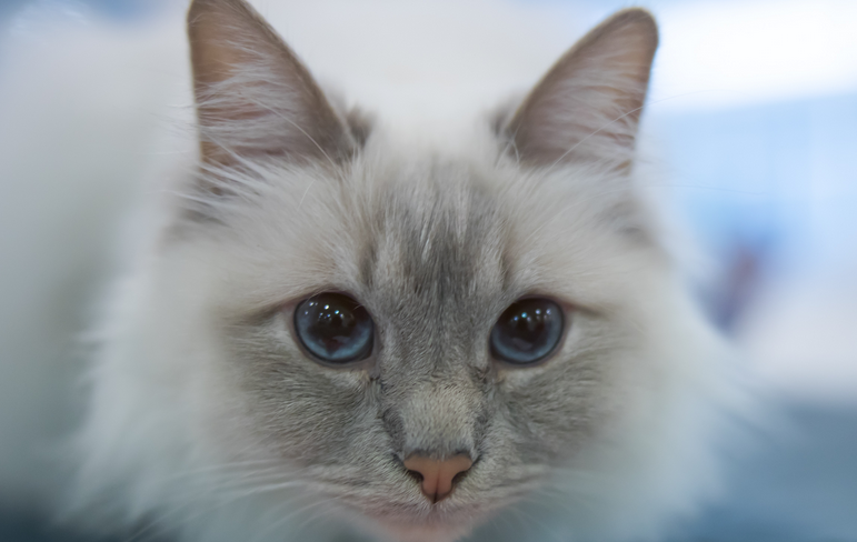 宠物猫或许真能听懂你说的话