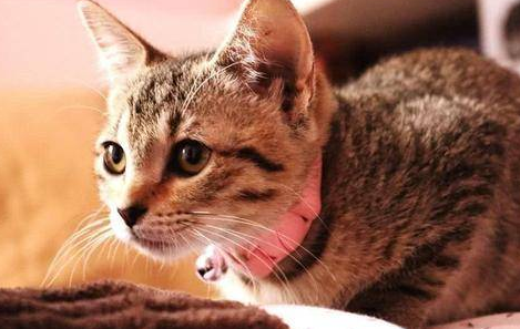 怎么改掉猫早上一直叫的毛病
