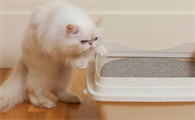 长期闻猫粪臭味的危害
