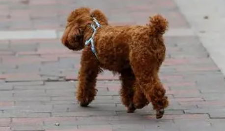 什么狗长不大 什么狗长不大